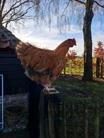 Orpington haan 2025 (groot), Dieren en Toebehoren, Mannelijk, Kip