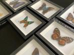 Nieuwe lijsten met exotische vlinders, Ophalen of Verzenden, Nieuw, Insect, Opgezet dier