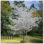 MEERSTAMMIGE PRUNUS YEDOENSIS - YOSHINO Bloemkerselaars, Ophalen, Overige soorten, Struik, 100 tot 250 cm