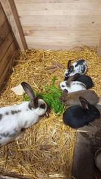 Vlinderkonijnen, Dieren en Toebehoren, Konijnen