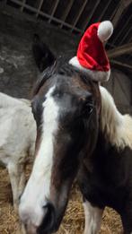 Prachtige merrie Reddy Wally ter Linden BWP arabier Eventing, Animaux & Accessoires, Chevaux, Étalon