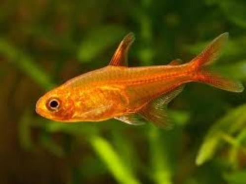 Hobbyaquarium vuurtetra kleine speelse visjes, Animaux & Accessoires, Poissons | Poissons d'aquarium, Poisson d'eau douce, Poisson