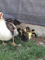 Barbarie eenden, Dieren en Toebehoren, Meerdere dieren, Eend