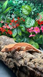 Lily White RED Phantom mannelijke kuifgekko (1,5 jaar oud)