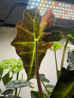 Alocasia Polly Pinka Aura knollen, Ophalen of Verzenden