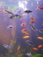 Platys en guppy babies, Poisson, Poisson d'eau douce