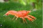 Oranje dwergkreeft Mini/Nano Zoetwater Aquarium, Kreeft, Krab of Garnaal, Zoetwatervis
