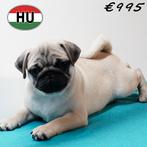 Mopshond (reutjes) pups te koop, 15 weken tot 1 jaar, Buitenland, CDV (hondenziekte), Meerdere