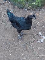 Ayem cemani en Brahma groothoenders hanen., Dieren en Toebehoren, Pluimvee, Mannelijk, Kip