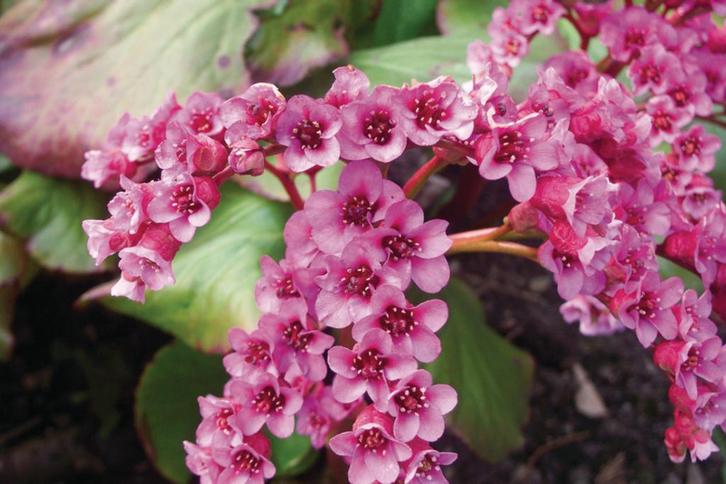 Bergenia cordifolia, Tuin en Terras, Planten | Tuinplanten, Vaste plant, Bodembedekkers, Ophalen