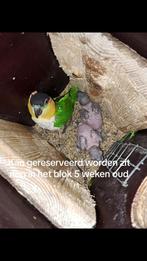 Zwartkop caique, Dieren en Toebehoren