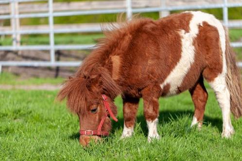 Shetlander gezocht, Dieren en Toebehoren, Pony's, Meerdere dieren, Niet van toepassing, A pony (tot 1.17m), 3 tot 6 jaar