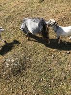 Hoornloze dwerggeitjes, Meerdere dieren, Geit, 0 tot 2 jaar