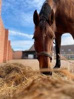 16 jarige PRE bomproof!!, Dieren en Toebehoren, Paarden, Ruin