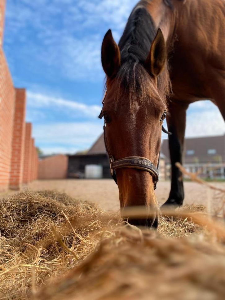 16 jarige PRE bomproof!!, Dieren en Toebehoren, Paarden, Ruin