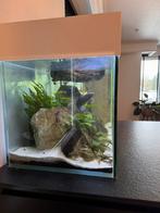 Aquarium, Dieren en Toebehoren, Ophalen, Zo goed als nieuw