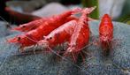 Red Sakura Neocaridina