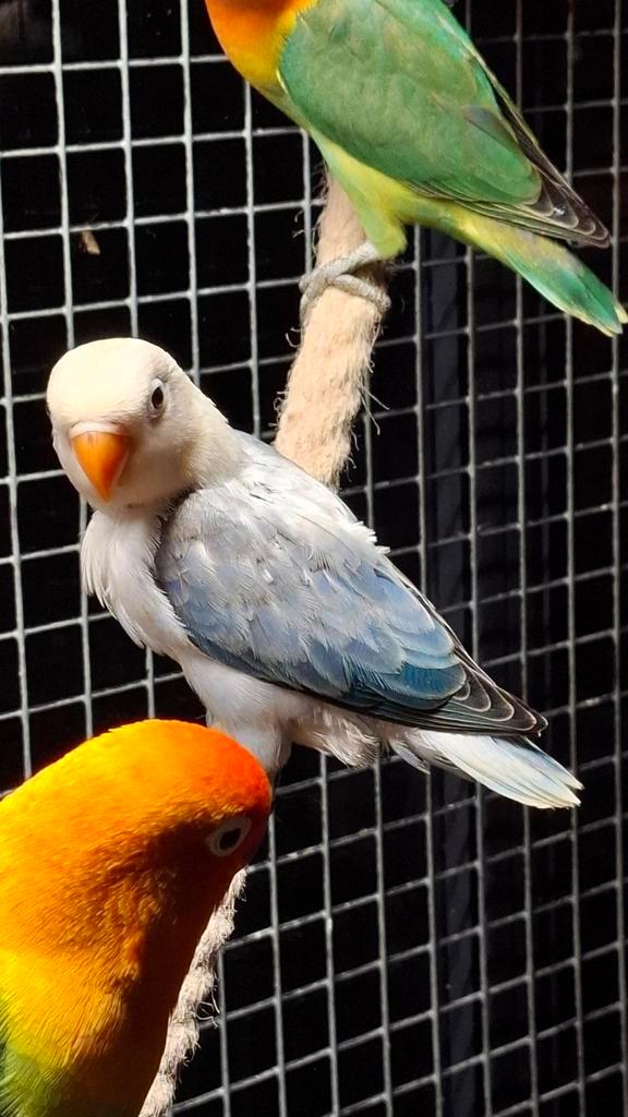 Agapornis fisherie, Dieren en Toebehoren, Vogels | Parkieten en Papegaaien, Dwergpapegaai of Agapornis, Geringd