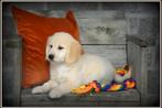 Golden Retriever pup, Golden retriever, België, Reu, CDV (hondenziekte)