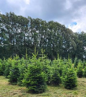 Wie kan  helpen met de verkoop van kerstbomen streek brugge beschikbaar voor biedingen