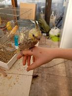 Handtamme valkparkieten, Dieren en Toebehoren