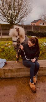 Shetlander te koop!, Dieren en Toebehoren, Pony's, Hengst, Zadelmak