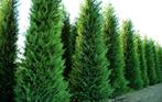 Cupressocyparis LEYLANDII Coniferenhaag 200/+ cm, Ophalen, Conifeer, Haag, 100 tot 250 cm