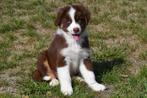 Australische Herder pups te koop (beide ouders aanwezig), Dieren en Toebehoren, België, Reu, CDV (hondenziekte), 8 tot 15 weken