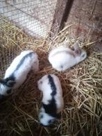Vlinder konijnen Lotharingen, Dieren en Toebehoren, Konijnen