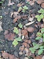 Aardbeiplanten Ostara, Enlèvement ou Envoi