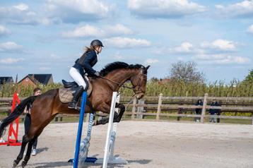 Halve stal of full  lease  recreatie paardje aangeboden. beschikbaar voor biedingen