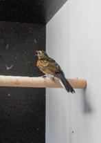 Koppel shamalijsters ., Meerdere dieren, Tropenvogel, Geringd