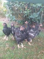 8 jonge barnevelder haantjes., Dieren en Toebehoren, Pluimvee, Mannelijk, Kip