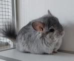 Saffier Angora chinchilla vrouwtje, Dieren en Toebehoren, April, Vrouwelijk, Chinchilla