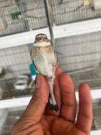 Parva, Dieren en Toebehoren, Vogels | Parkieten en Papegaaien