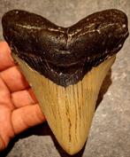 MEGALODON TAND USA	153	gr	11.2x8.7x2.2	cm, Enlèvement ou Envoi, Fossile