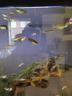 Guppy Endler mix, Vis, Zoetwatervis Guppy Endler, Dieren en Toebehoren, Vis, Zoetwatervis, Schoolvis