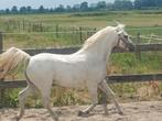 Bloedmooie Welsh pony's, Dieren en Toebehoren, Pony's, Hengst