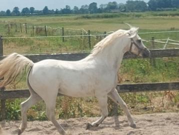 Superbes poneys gallois, Étalon