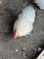 Cochine haantjes van juli 2025, Dieren en Toebehoren, Pluimvee