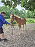 new forest pony, Dieren en Toebehoren, Pony's, Hengst, D pony (1.37m tot 1.48m), Gechipt, 0 tot 2 jaar