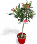 oleander, Ophalen of Verzenden