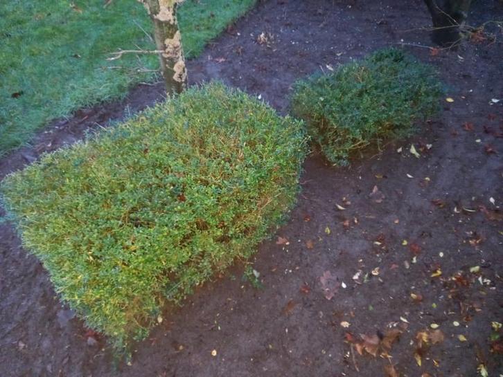 Lonicera struikjes, Tuin en Terras, Planten | Struiken en Hagen, Struik, Overige soorten, Minder dan 100 cm, Ophalen