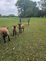 Hamshire down ram, Dieren en Toebehoren