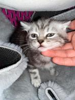 perzische mix britse korthaar kitten is nog jong