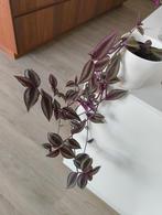 tradescantia zebrina, mooie hangplant, Ophalen