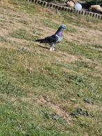 Takla duiven te koop (imparator), Dieren en Toebehoren, Vogels | Duiven, Meerdere dieren, Tuimelaar of Roller
