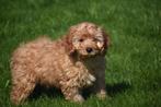 Cavapoo pups 🌸🐾, CDV (hondenziekte), Meerdere, 8 tot 15 weken, Meerdere dieren