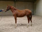 lieve prachtige jaarling, Onbeleerd, Springpaard, Merrie, 0 tot 2 jaar