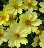 Coryopsis en Crocosmia, Tuin en Terras, Planten | Tuinplanten, Ophalen of Verzenden, Vaste plant